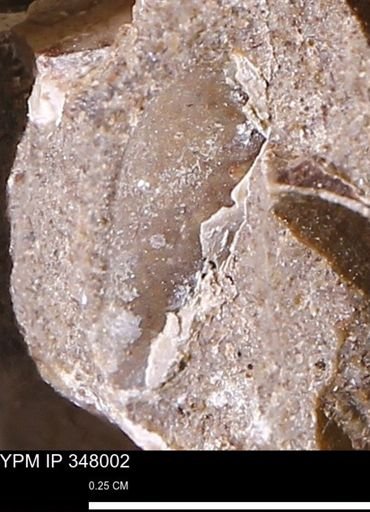 undet. Bivalvia