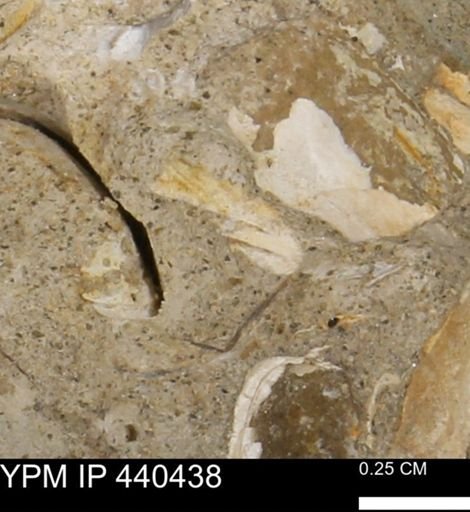 Protocardia subquadrata