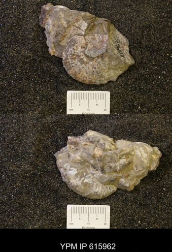 Hoploscaphites?