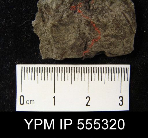 Orbiculoidea missouriensis