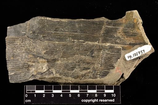 Calamites sp.