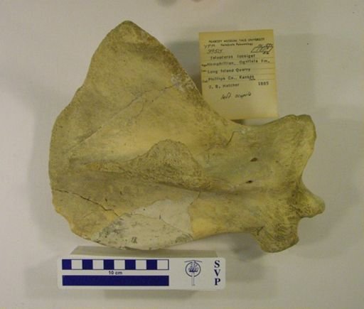 Teleoceras fossiger