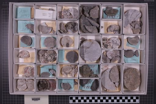 mixed taxa, stratigraphic collection