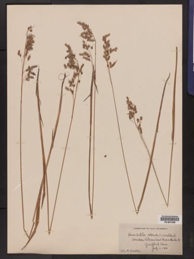 Anthoxanthum hirtum