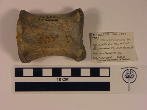 Monoclonius?