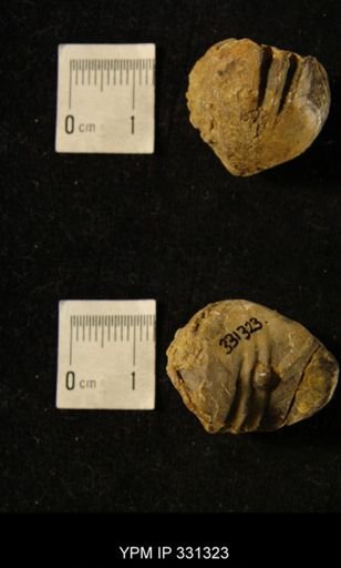 Roemerella patula