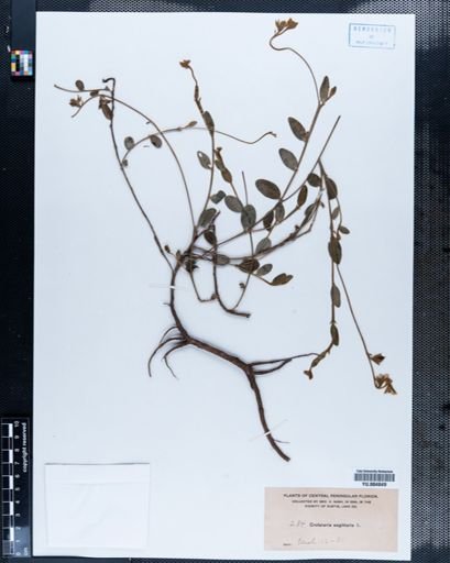 Crotalaria sagittalis