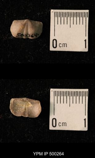 Mesolobus mesolobus decipiens