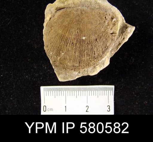 undet. Brachiopoda