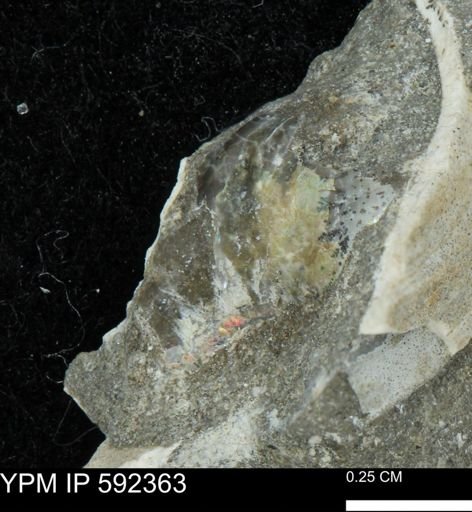 Ostrea?