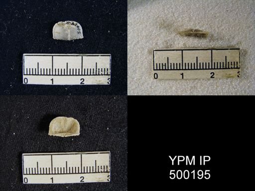 Mesolobus mesolobus decipiens