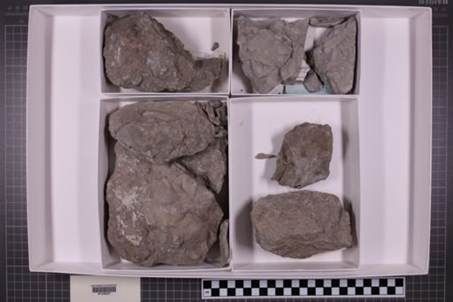 mixed taxa, stratigraphic collection