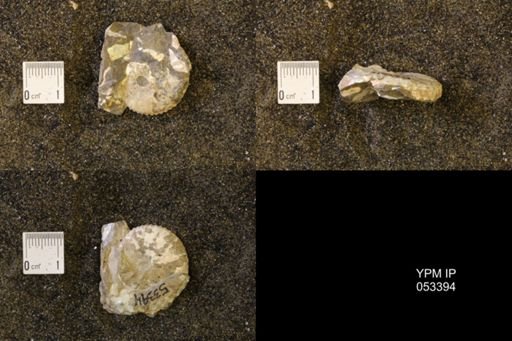 Discoscaphites conradi