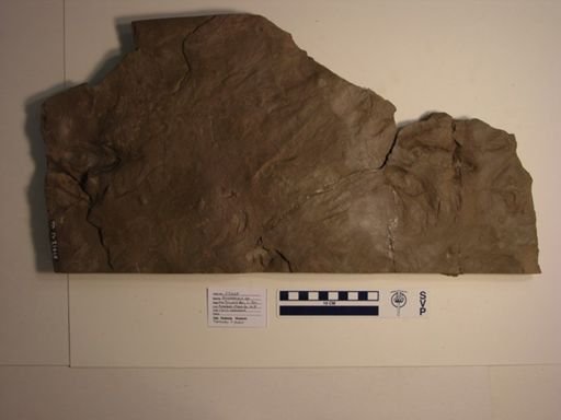 Anomoepus sp.