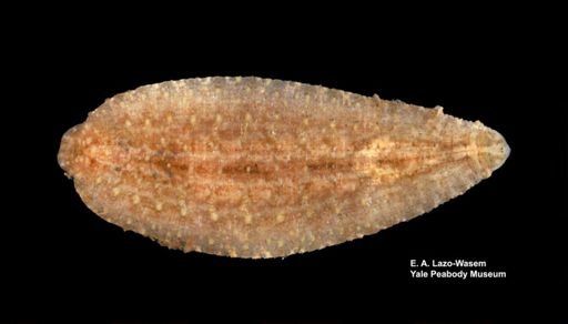 Placobdella papillifera