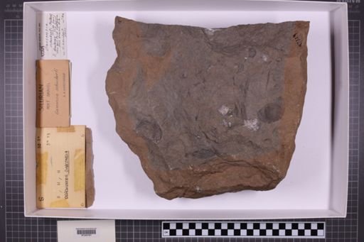 mixed taxa, stratigraphic collection