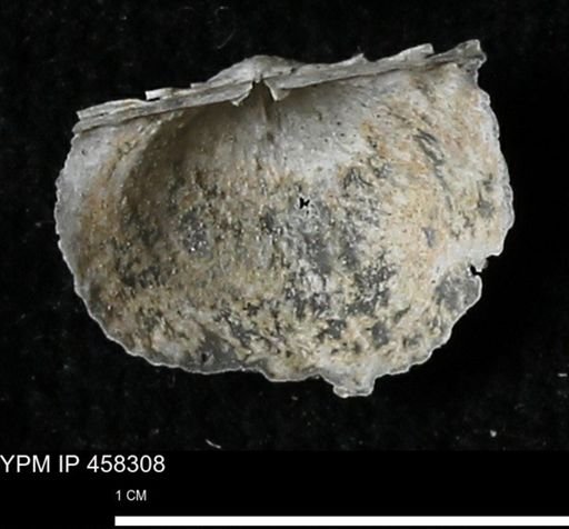 Chonetes mucronatus