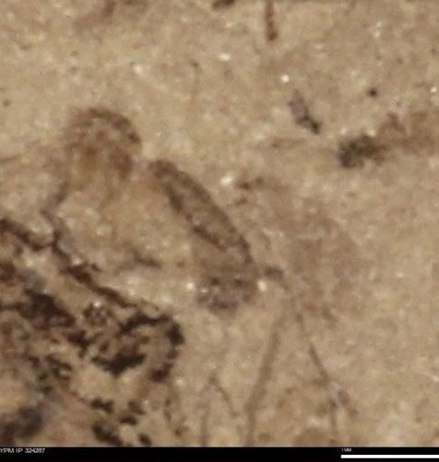 undet. Insecta