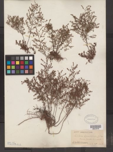Lechea tenuifolia