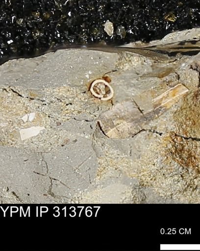 undet. Scaphopoda