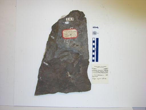 Eubrontes divaricatus