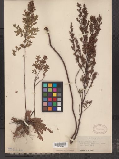 Lechea villosa