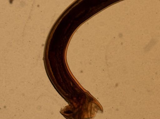 Ancylostoma caninum