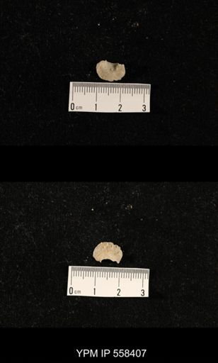 undet. Aulostegoidea