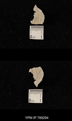 undet. Brachiopoda