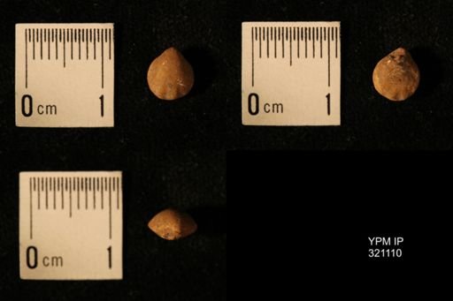 Dielasma breviplicatum