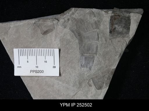 undet. Eurypterida