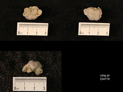 Marginifera splendens