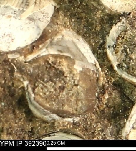 Protocardia subquadrata