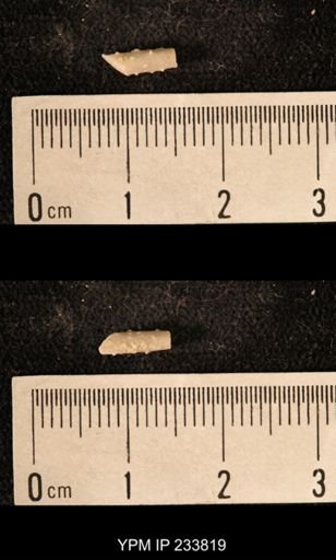 Archaeocidaris sp.