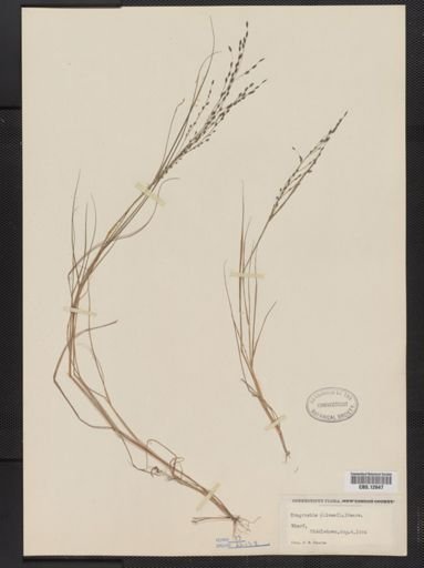 Eragrostis pilosa