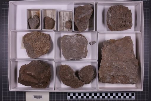 mixed taxa, stratigraphic collection