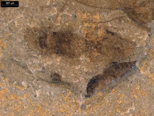 taxon undetermined