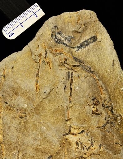Psilophyton sp.