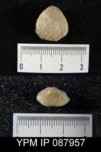 Dictyonella gibbosa