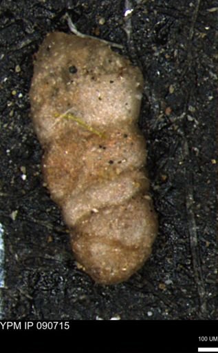 Ammobaculites euides