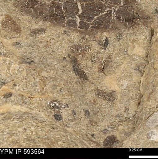 taxon undetermined