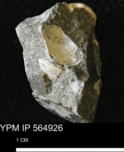 Limopsis striatopunctatus