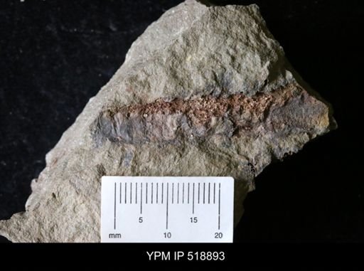 undet. Nautiloidea