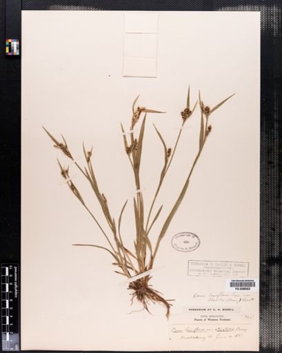 Carex blanda