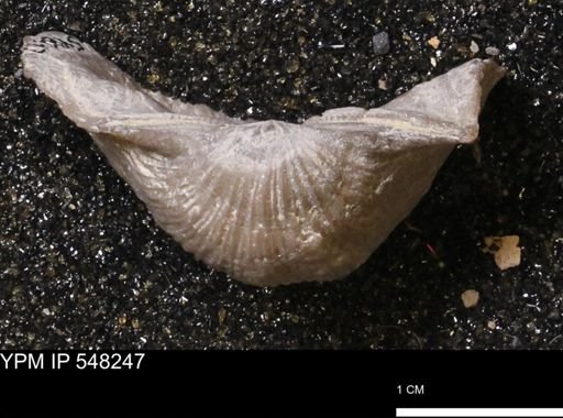 Stropheodonta navalis