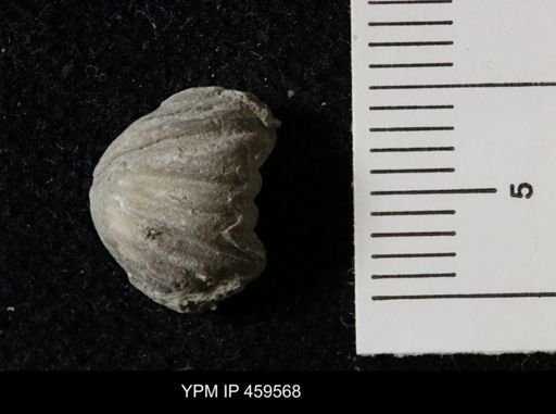 Wellerella osagensis