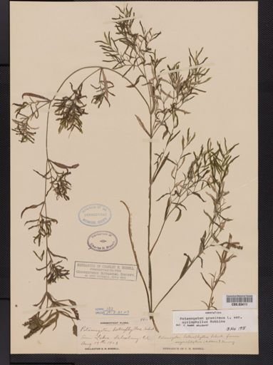 Potamogeton gramineus var. myriophyllus