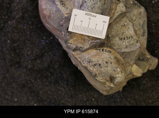 Inoceramus sp.