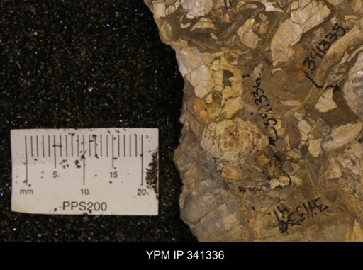 Scaphites sp.