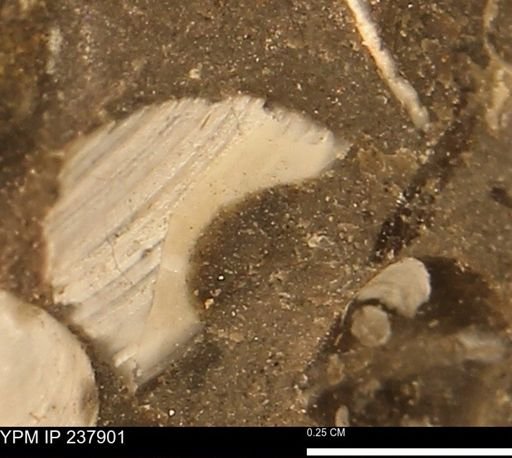 Limopsis striatopunctatus
